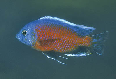 Африканские цихлиды