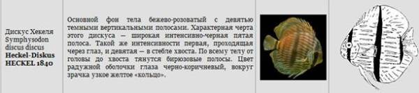 Дискусы Дискусы