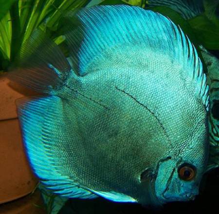 Дискусы Дискусы