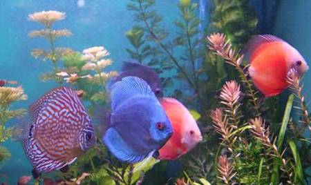 Дискусы Дискусы