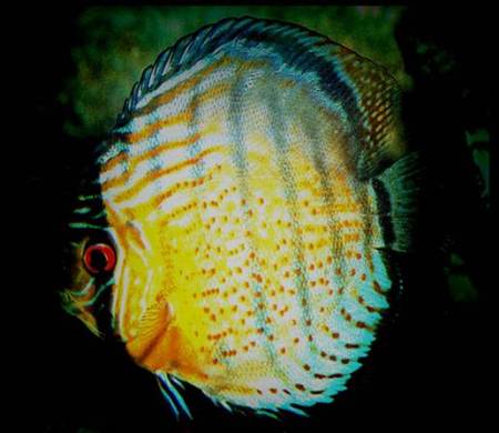 Дискусы Дискусы