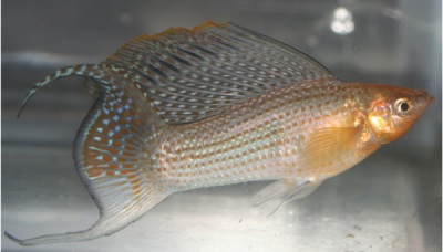 Моллинезия Моллинезия