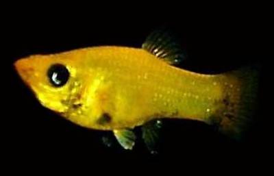 Моллинезия Моллинезия