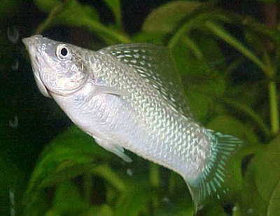 Моллинезия Моллинезия