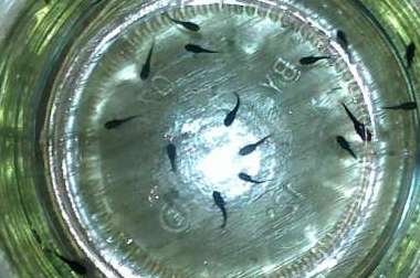 Моллинезия Моллинезия