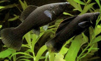 Моллинезия Моллинезия