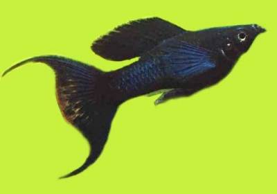 Моллинезия Моллинезия