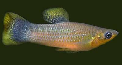 Моллинезия Моллинезия