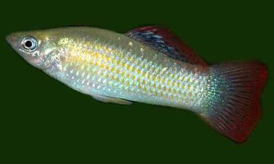 Моллинезия Моллинезия