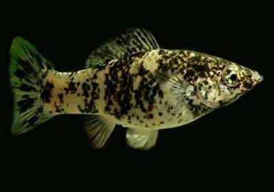 Моллинезия Моллинезия