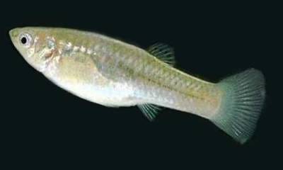 Моллинезия Моллинезия