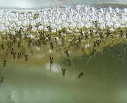 Петушки (уход, кормление, размножение, виды, совместимость)