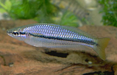 Радужницы Радужницы