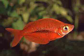 Радужницы Радужницы