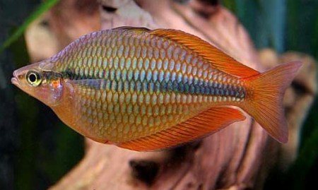 Радужницы Радужницы