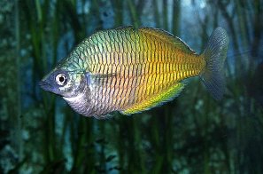 Радужницы Радужницы