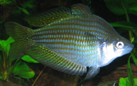 Радужницы Радужницы