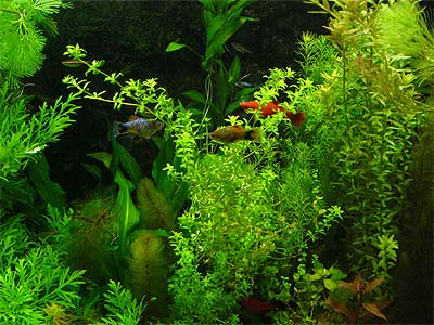 Растения в аквариуме (размножение, условия содержания, освещение, подкормка) Растения в аквариуме (размножение, условия содержания, освещение, подкормка)