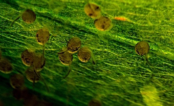 Скалярия (уход, кормление, размножение, виды, совместимость) Скалярия (уход, кормление, размножение, виды, совместимость)