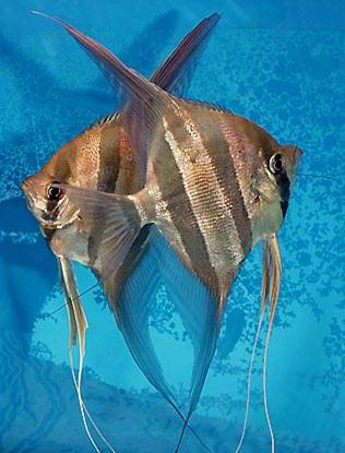 Скалярия (уход, кормление, размножение, виды, совместимость) Скалярия (уход, кормление, размножение, виды, совместимость)