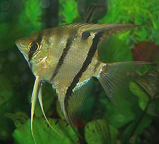 Скалярия (уход, кормление, размножение, виды, совместимость) Скалярия (уход, кормление, размножение, виды, совместимость)