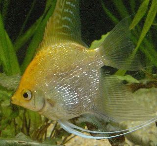 Скалярия (уход, кормление, размножение, виды, совместимость) Скалярия (уход, кормление, размножение, виды, совместимость)