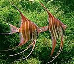 Скалярия (уход, кормление, размножение, виды, совместимость) Скалярия (уход, кормление, размножение, виды, совместимость)