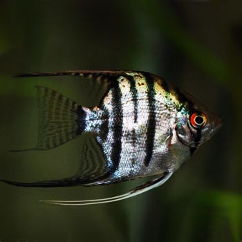 Скалярия (уход, кормление, размножение, виды, совместимость) Скалярия (уход, кормление, размножение, виды, совместимость)