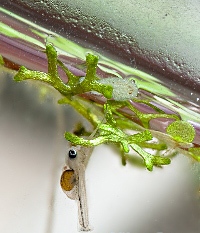 Скалярия (уход, кормление, размножение, виды, совместимость) Скалярия (уход, кормление, размножение, виды, совместимость)