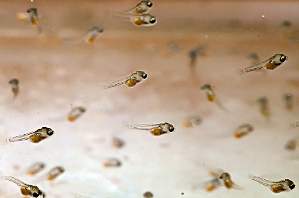 Скалярия (уход, кормление, размножение, виды, совместимость) Скалярия (уход, кормление, размножение, виды, совместимость)