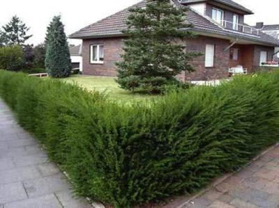 Живая изгородь Живая изгородь