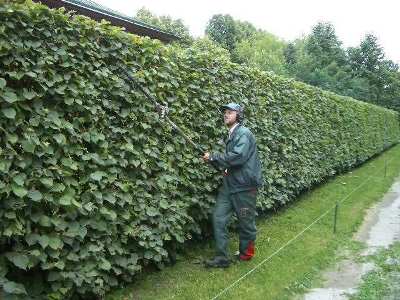 Живая изгородь Живая изгородь