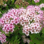 Оформление цветников на даче Оформление цветников на даче