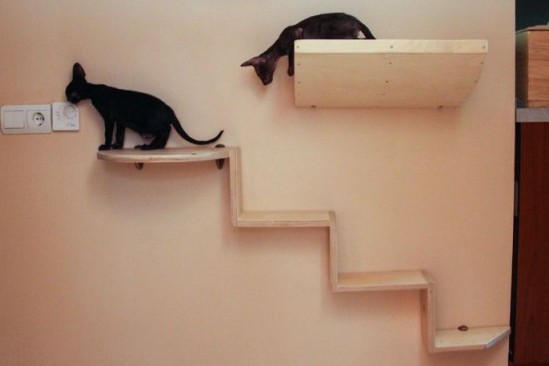 Увеличение жизненного пространства для кошек в доме или как «разделить территории» Увеличение жизненного пространства для кошек в доме или как «разделить территории»