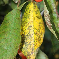 Болезни вишни (описание с фотографиями и способы лечения)