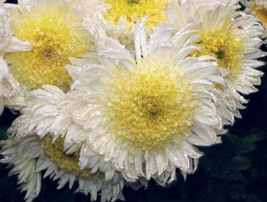 Хризантема