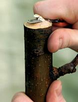 Как привить плодовое дерево Как привить плодовое дерево