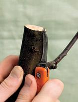 Как привить плодовое дерево Как привить плодовое дерево