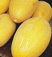 Сорта дыни Сорта дыни