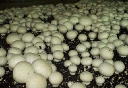 Выращивание вешенки и шампиньонов в домашних условиях Выращивание вешенки и шампиньонов в домашних условиях