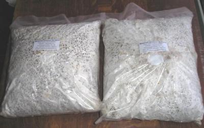 Выращивание вешенки и шампиньонов в домашних условиях Выращивание вешенки и шампиньонов в домашних условиях