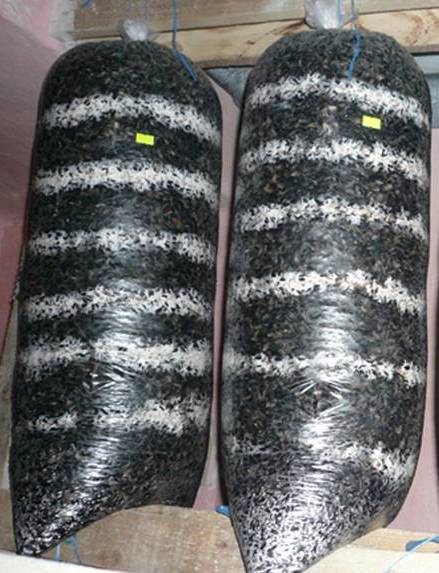 Выращивание вешенки и шампиньонов в домашних условиях Выращивание вешенки и шампиньонов в домашних условиях