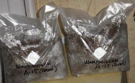 Выращивание вешенки и шампиньонов в домашних условиях Выращивание вешенки и шампиньонов в домашних условиях