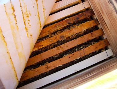 Холстик изготавливается также размером с улей 450*450 мм, он удерживает утеплительную подушку Холстик изготавливается также размером с улей 450*450 мм, он удерживает утеплительную подушку